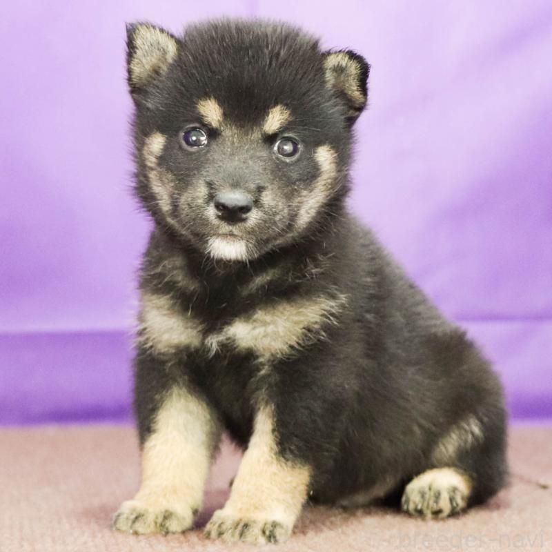 販売中の愛知県の柴犬-407006の8枚目